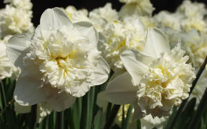 Ice King Narcissus Flowers Wallpaper
