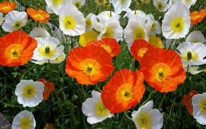 Iceland Poppies Wallpaper