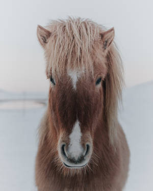 Icelandic Horse Face Wallpaper