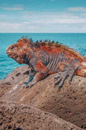 Iguana By The Madagascar Beach Wallpaper