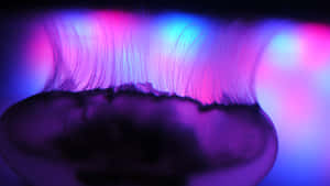 Illuminated 4k Jellyfish
