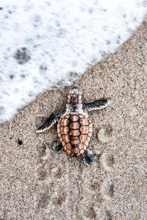 Image A Cute Baby Turtle Swimming Through A Pond Of Lily Pads Wallpaper