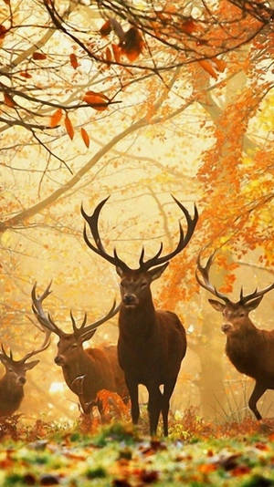 Image A Deer Peeking Out In The Forest. Wallpaper