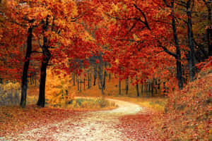 Image A Desktop Wallpaper To Celebrate The Changing Of The Seasons Wallpaper