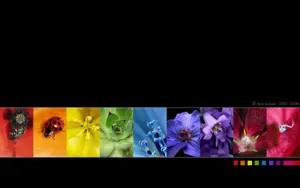 Image A Gorgeous View Of A Black Rainbow, Radiating Awe And Admiration. Wallpaper