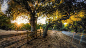 Image A Lush Olive Tree In Its Full Glory Wallpaper
