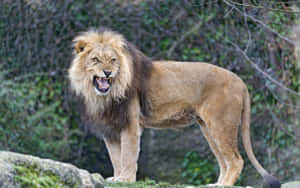 Image A Majestic Roaring Lion Wallpaper