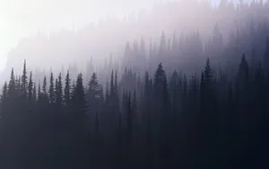 Image A Misty, Enchanting Forest Wallpaper