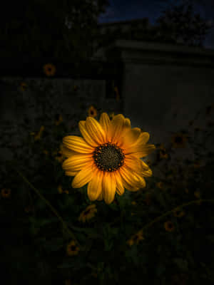 Image 'a Mysterious Dark Sunflower' Wallpaper