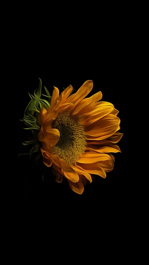 Image A Vibrant Dark Sunflower Against A Black And White Background Wallpaper