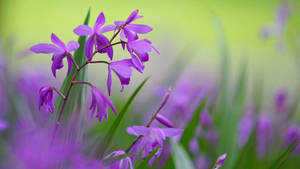 Image A Vibrant Purple Flower On A Desktop Wallpaper