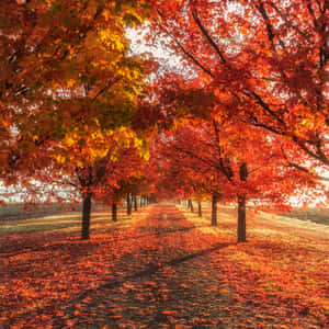 Image Airy Autumn Aesthetic Adorns This Macbook Wallpaper