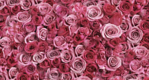 Image Beautiful Red Rose Wallpaper