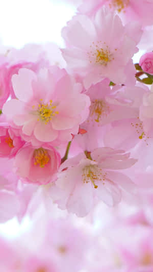 Image Captivating Sakura Blossom In Full Bloom Wallpaper