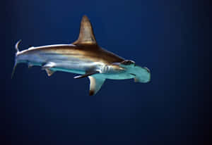 Image Close-up Of A Large Hammerhead Shark Wallpaper