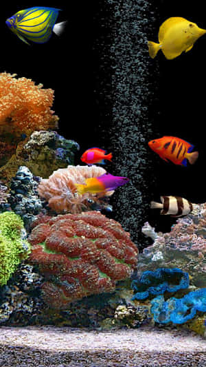 Image Delightful Aquarium Iphone Wallpaper Wallpaper