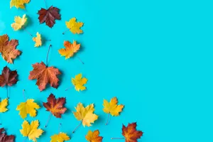 Image Get In The Fall Mood With This Minimalist Autumn Scene Wallpaper