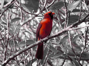 Image Red Cardinal Bird Wallpaper