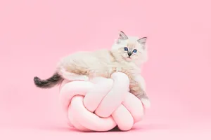Image Sweet Pink Cat In A Chair Wallpaper