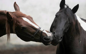 In Love Horses Faces Wallpaper