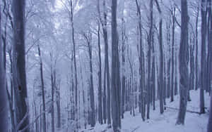 In The Winter Forest, A Sea Of Green Tip Elegantly Stretches For Miles Wallpaper