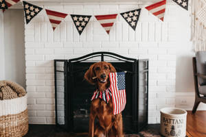 Independence Day Cocker Spaniel Dog Wallpaper