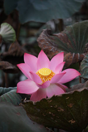 Indian Sacred Lotus Flower Wallpaper