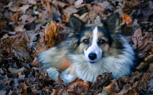 Indian Spitz Dog Wallpaper