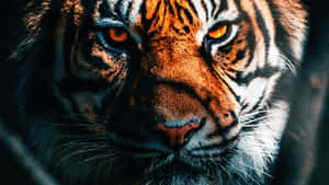 Indian Tiger Face Close-up Wallpaper