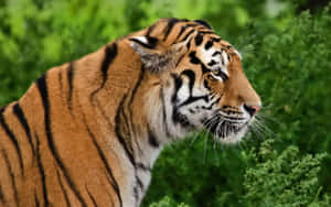 Indian Tiger Greenery Wallpaper