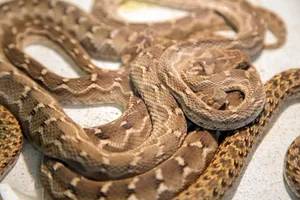 Indian Viper Snake Wallpaper