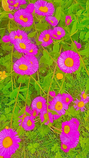 Indie Flower [wallpaper] Wallpaper