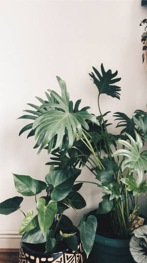 Indoor Potted Plants Iphone Wallpaper