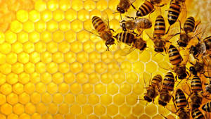 Industrious Bee Within The Hive Wallpaper