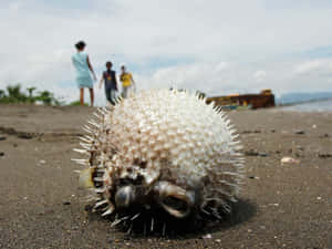 Inflated Pufferfishon Beach Wallpaper