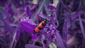 Insect Black And Red Body Wallpaper