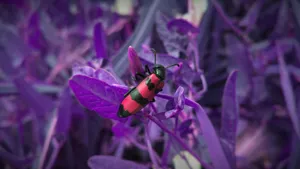 Insect Black And Red Body Wallpaper