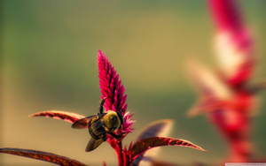 Insect Bumblebee On Red Flower Wallpaper