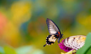 Insect Butterfly With Majestic Wings Wallpaper