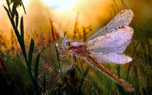 Insect Dragonfly Caught In Web Wallpaper