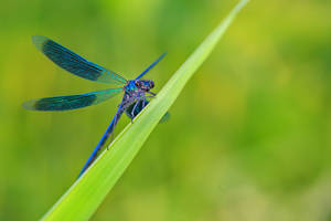 Insect Dragonfly With Blue Wings Wallpaper