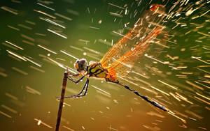 Insect Dragonfly With Splashing Water Wallpaper