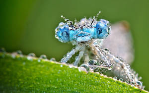 Insect Dragonfly With Water Droplets Wallpaper