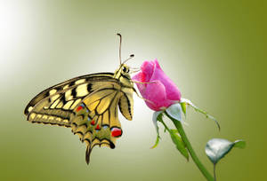Insect Feeding On Pink Rose Wallpaper