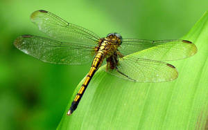 Insect Green Dragonfly Wallpaper