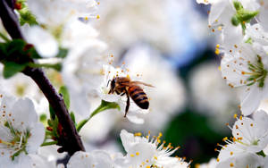 Insect Honeybee On White Flower Wallpaper