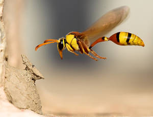 Insect Hornet With Slender Body Wallpaper