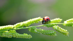 Insect On Green Leafy Plant Wallpaper