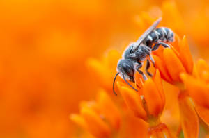 Insect On Vibrant Orange Flower Wallpaper