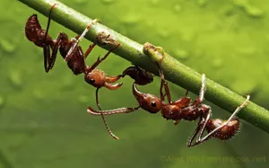 Insect Red Ants On Stalk Wallpaper